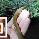 江戸川でウナギ釣り!シーバス・ニゴイ・ギギ…念願のウナギGET!! 江戸川でウナギ釣り!シーバス・ニゴイ・ギギ…念願のウナギGET!!