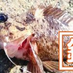五目穴釣り!秋の千葉内房堤防で根魚メバル・ムラソイ+イシダイなど 五目穴釣り!秋の千葉内房堤防で根魚メバル・ムラソイ+イシダイなど