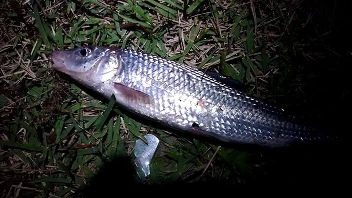 江戸川でウナギ釣り!シーバス・ニゴイ・ギギ…念願のウナギGET!! 江戸川でウナギ釣り!シーバス・ニゴイ・ギギ…念願のウナギGET!!