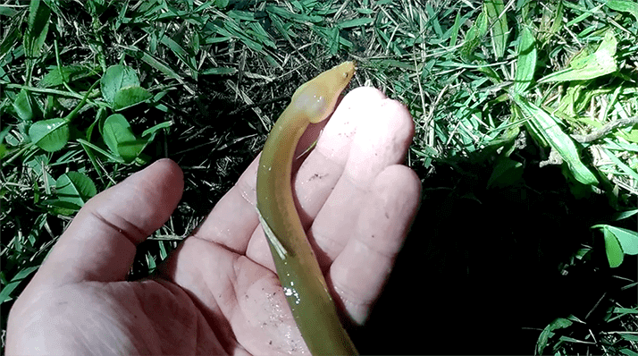 江戸川でウナギ釣り!シーバス・ニゴイ・ギギ…念願のウナギGET!! 江戸川でウナギ釣り!シーバス・ニゴイ・ギギ…念願のウナギGET!!