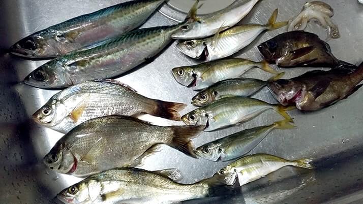 釣ったサバでしめ鯖&アジにセイゴ・メバルやイイダコの干物【釣りメシ】 釣ったサバでしめ鯖&アジにセイゴ・メバルやイイダコの干物【釣りメシ】