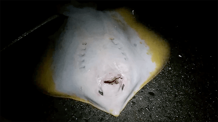 五目穴釣り!秋の千葉内房堤防で根魚メバル・ムラソイ+イシダイなど 五目穴釣り!秋の千葉内房堤防で根魚メバル・ムラソイ+イシダイなど