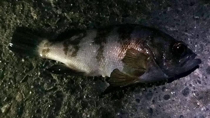 五目穴釣り!秋の千葉内房堤防で根魚メバル・ムラソイ+イシダイなど 五目穴釣り!秋の千葉内房堤防で根魚メバル・ムラソイ+イシダイなど