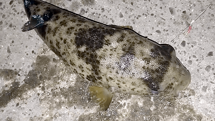 五目穴釣り!秋の千葉内房堤防で根魚メバル・ムラソイ+イシダイなど 五目穴釣り!秋の千葉内房堤防で根魚メバル・ムラソイ+イシダイなど