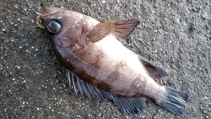 五目穴釣り!秋の千葉内房堤防で根魚メバル・ムラソイ+イシダイなど 五目穴釣り!秋の千葉内房堤防で根魚メバル・ムラソイ+イシダイなど