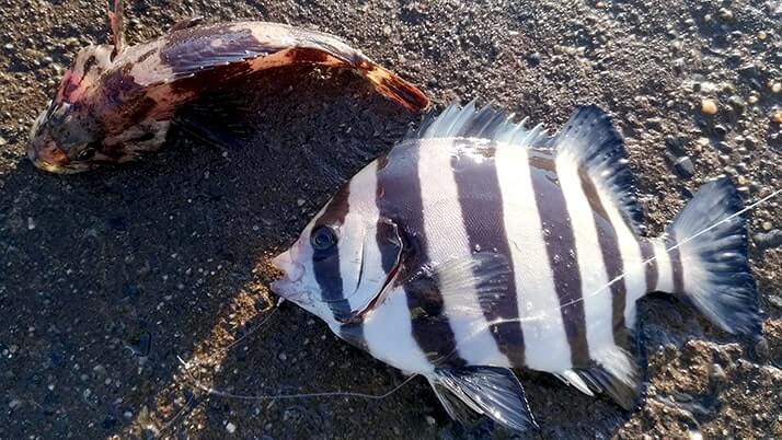 五目穴釣り!秋の千葉内房堤防で根魚メバル・ムラソイ+イシダイなど 五目穴釣り!秋の千葉内房堤防で根魚メバル・ムラソイ+イシダイなど