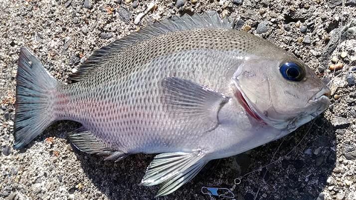 五目穴釣り!秋の千葉内房堤防で根魚メバル・ムラソイ+イシダイなど 五目穴釣り!秋の千葉内房堤防で根魚メバル・ムラソイ+イシダイなど