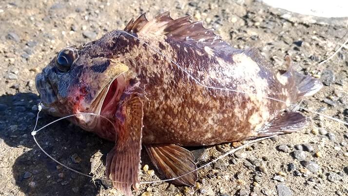 五目穴釣り!秋の千葉内房堤防で根魚メバル・ムラソイ+イシダイなど 五目穴釣り!秋の千葉内房堤防で根魚メバル・ムラソイ+イシダイなど