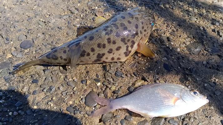 五目穴釣り!秋の千葉内房堤防で根魚メバル・ムラソイ+イシダイなど 五目穴釣り!秋の千葉内房堤防で根魚メバル・ムラソイ+イシダイなど