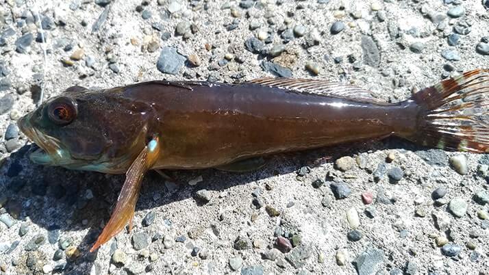 五目穴釣り!秋の千葉内房堤防で根魚メバル・ムラソイ+イシダイなど 五目穴釣り!秋の千葉内房堤防で根魚メバル・ムラソイ+イシダイなど