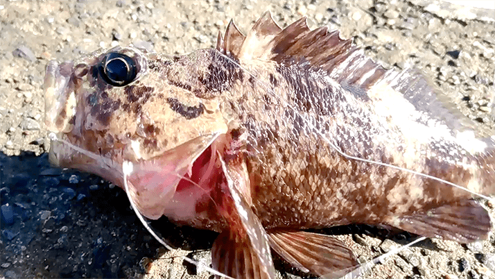 五目穴釣り!秋の千葉内房堤防で根魚メバル・ムラソイ+イシダイなど 五目穴釣り!秋の千葉内房堤防で根魚メバル・ムラソイ+イシダイなど