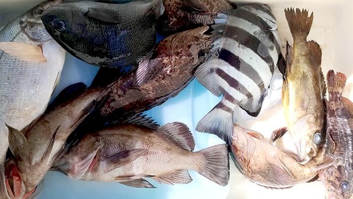 五目穴釣り!秋の千葉内房堤防で根魚メバル・ムラソイ+イシダイなど 五目穴釣り!秋の千葉内房堤防で根魚メバル・ムラソイ+イシダイなど