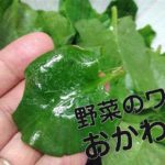 那覇空港LCCターミナルは不便？行き来の方法やターミナルの状況について