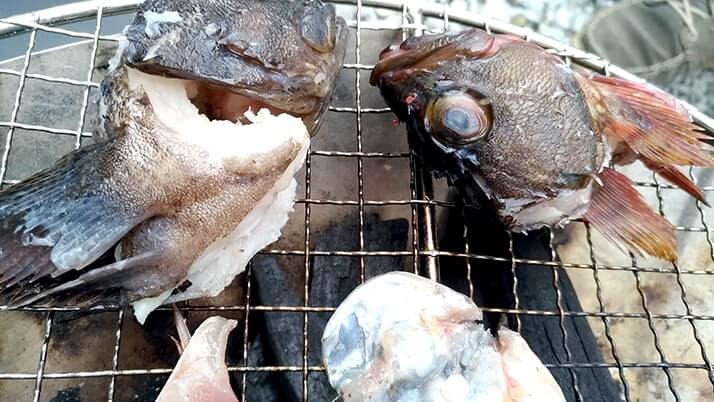 カサゴとムラソイ刺身の薄造りに挑戦!残ったアラはあら汁に!! カサゴとムラソイ刺身の薄造りに挑戦!残ったアラはあら汁に!!