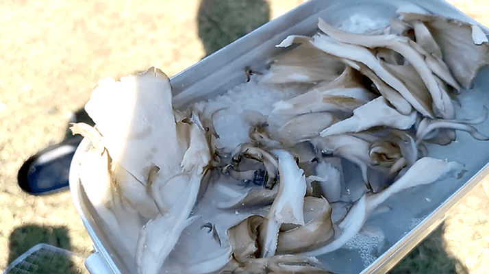 若洲海浜公園でデイキャンプ!釣りは不発もキャンプ飯うま〜 若洲海浜公園でデイキャンプ!釣りは不発もキャンプ飯うま〜