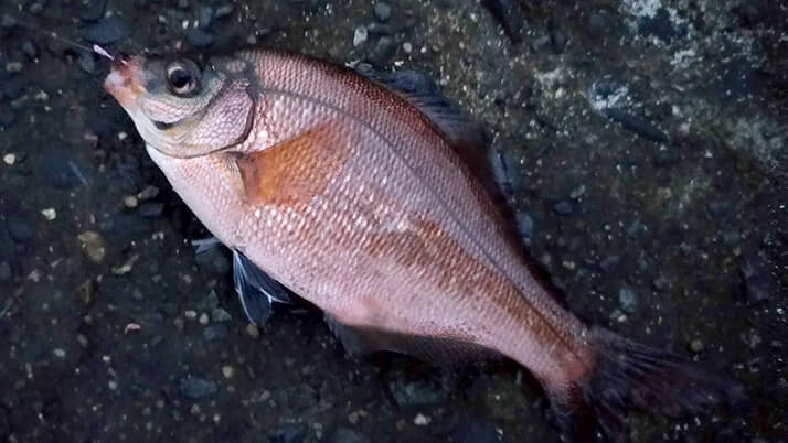 千葉内房堤防での釣りで良型カサゴ&ムラソイ!キスも釣れた秋終盤五目釣り 千葉内房堤防での釣りで良型カサゴ&ムラソイ!キスも釣れた秋終盤五目釣り