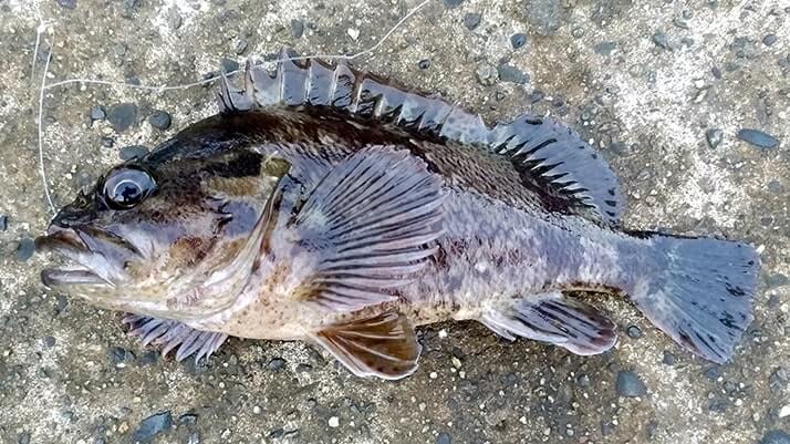 千葉内房堤防での釣りで良型カサゴ&ムラソイ!キスも釣れた秋終盤五目釣り 千葉内房堤防での釣りで良型カサゴ&ムラソイ!キスも釣れた秋終盤五目釣り