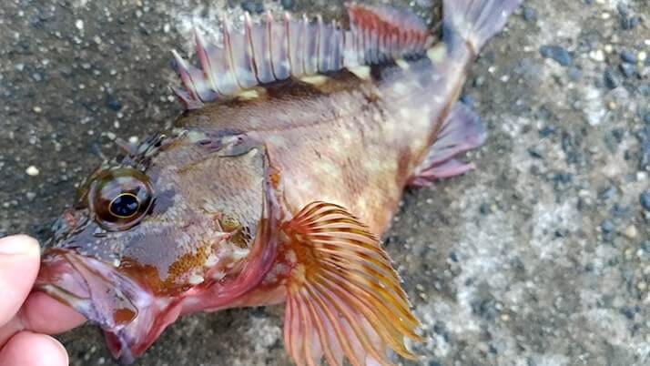 千葉内房堤防での釣りで良型カサゴ&ムラソイ!キスも釣れた秋終盤五目釣り 千葉内房堤防での釣りで良型カサゴ&ムラソイ!キスも釣れた秋終盤五目釣り