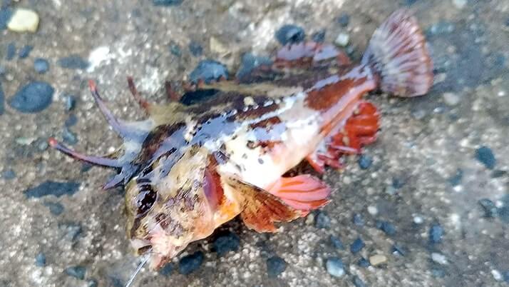 千葉内房堤防での釣りで良型カサゴ&ムラソイ!キスも釣れた秋終盤五目釣り 千葉内房堤防での釣りで良型カサゴ&ムラソイ!キスも釣れた秋終盤五目釣り