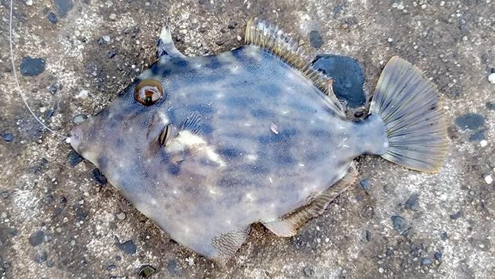 千葉内房堤防での釣りで良型カサゴ&ムラソイ!キスも釣れた秋終盤五目釣り 千葉内房堤防での釣りで良型カサゴ&ムラソイ!キスも釣れた秋終盤五目釣り