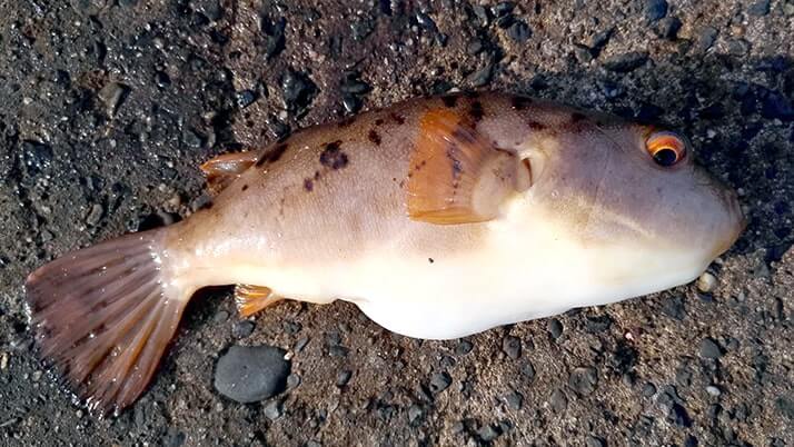千葉内房堤防での釣りで良型カサゴ&ムラソイ!キスも釣れた秋終盤五目釣り 千葉内房堤防での釣りで良型カサゴ&ムラソイ!キスも釣れた秋終盤五目釣り