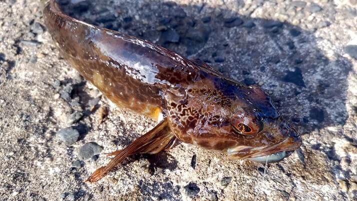 千葉内房堤防での釣りで良型カサゴ&ムラソイ!キスも釣れた秋終盤五目釣り 千葉内房堤防での釣りで良型カサゴ&ムラソイ!キスも釣れた秋終盤五目釣り