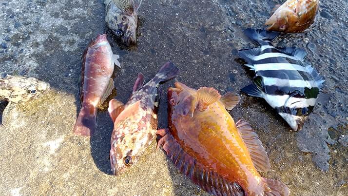 千葉内房堤防での釣りで良型カサゴ&ムラソイ!キスも釣れた秋終盤五目釣り 千葉内房堤防での釣りで良型カサゴ&ムラソイ!キスも釣れた秋終盤五目釣り