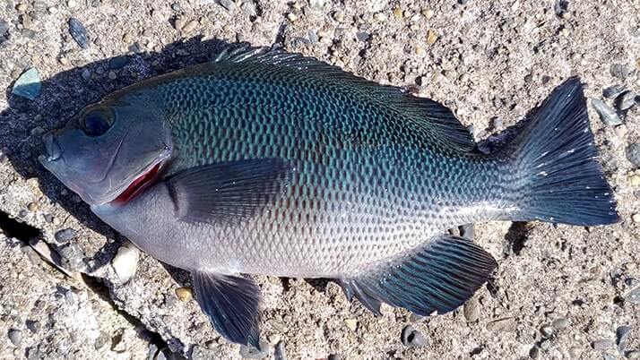千葉内房堤防での釣りで良型カサゴ&ムラソイ!キスも釣れた秋終盤五目釣り 千葉内房堤防での釣りで良型カサゴ&ムラソイ!キスも釣れた秋終盤五目釣り