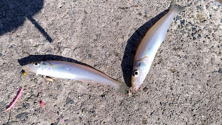 千葉内房堤防での釣りで良型カサゴ&ムラソイ!キスも釣れた秋終盤五目釣り 千葉内房堤防での釣りで良型カサゴ&ムラソイ!キスも釣れた秋終盤五目釣り