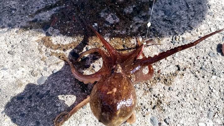 千葉内房堤防での釣りで良型カサゴ&ムラソイ!キスも釣れた秋終盤五目釣り 千葉内房堤防での釣りで良型カサゴ&ムラソイ!キスも釣れた秋終盤五目釣り