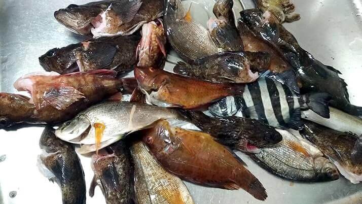 シロギスは干物にしても旨い!釣った魚を一夜干しとホイル焼きにした釣り飯 シロギスは干物にしても旨い!釣った魚を一夜干しとホイル焼きにした釣り飯