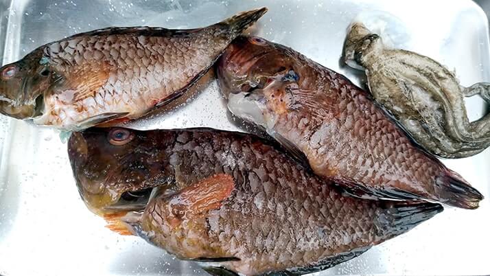 シロギスは干物にしても旨い!釣った魚を一夜干しとホイル焼きにした釣り飯 シロギスは干物にしても旨い!釣った魚を一夜干しとホイル焼きにした釣り飯