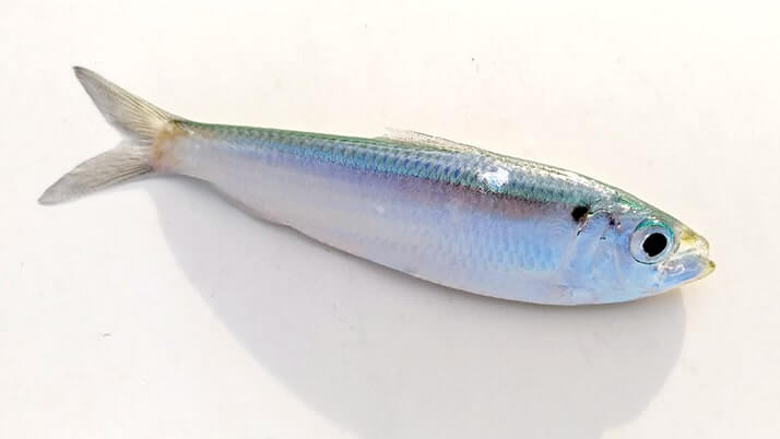 堤防海釣りで釣れる魚まとめ!写真付きで危険魚や毒魚も紹介(川釣りも) 堤防海釣りで釣れる魚まとめ!写真付きで危険魚や毒魚も紹介(川釣りも)