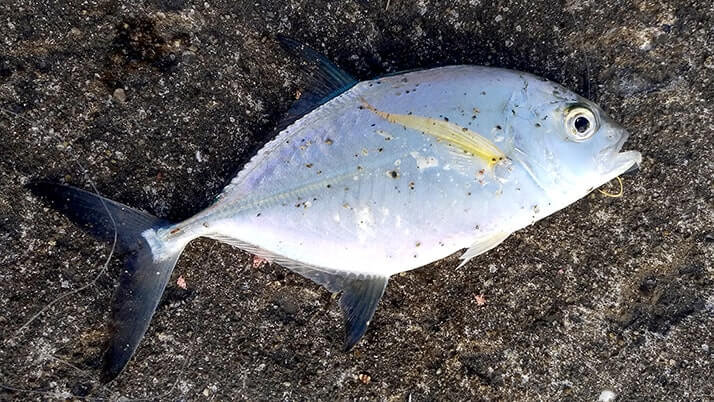 堤防海釣りで釣れる魚まとめ!写真付きで危険魚や毒魚も紹介(川釣りも) 堤防海釣りで釣れる魚まとめ!写真付きで危険魚や毒魚も紹介(川釣りも)