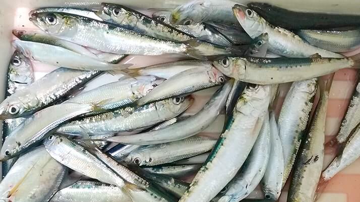 千葉館山堤防冬釣りでマイワシ・サッパ入れ食い!夜釣りではガザミも!! 千葉館山堤防冬釣りでマイワシ・サッパ入れ食い!夜釣りではガザミも!!