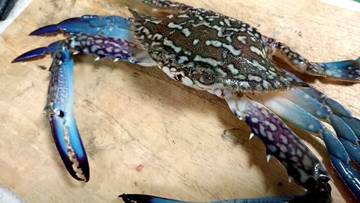 堤防海釣りで釣れる魚まとめ!写真付きで危険魚や毒魚も紹介(川釣りも) 堤防海釣りで釣れる魚まとめ!写真付きで危険魚や毒魚も紹介(川釣りも)