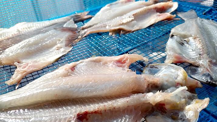 釣魚の料理方法まとめ!刺身・煮魚・天ぷら…釣り飯どれにする? 釣魚の料理方法まとめ!刺身・煮魚・天ぷら…釣り飯どれにする?