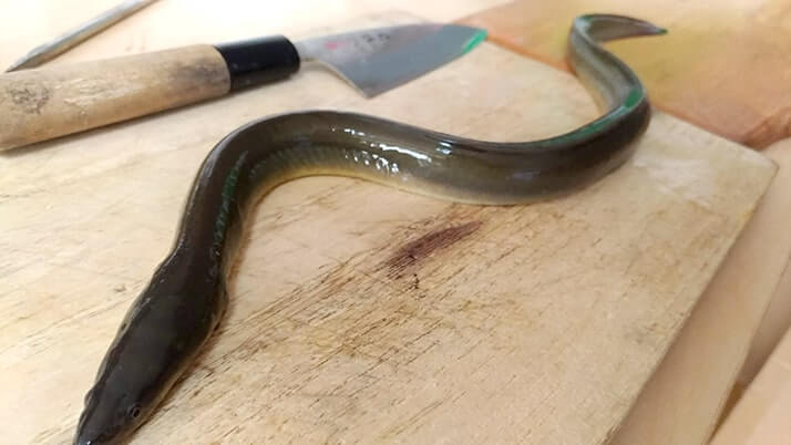 釣ったウナギを捌いて蒲焼→ひつまぶしにしたら激ウマ!【江戸川産】 釣ったウナギを捌いて蒲焼→ひつまぶしにしたら激ウマ!【江戸川産】