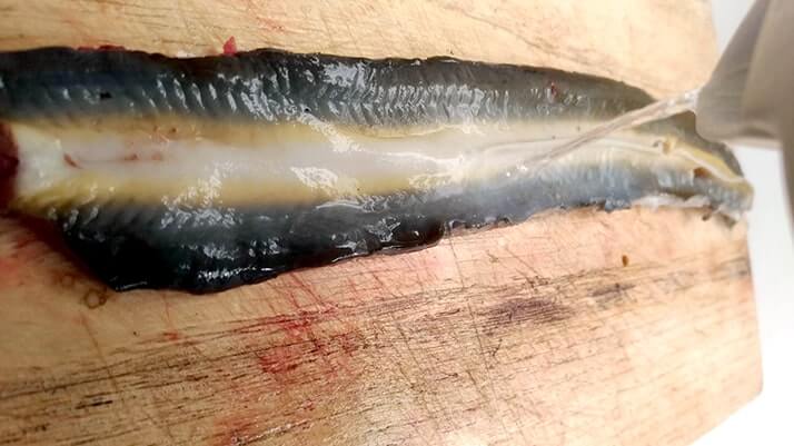 釣ったウナギを捌いて蒲焼→ひつまぶしにしたら激ウマ!【江戸川産】 釣ったウナギを捌いて蒲焼→ひつまぶしにしたら激ウマ!【江戸川産】