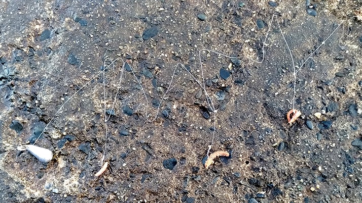 新年明けましての冬釣り!千葉内房堤防釣りも…釣れたのは貝? 新年明けましての冬釣り!千葉内房堤防釣りも…釣れたのは貝?