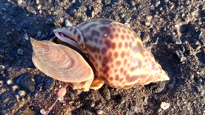 新年明けましての冬釣り!千葉内房堤防釣りも…釣れたのは貝? 新年明けましての冬釣り!千葉内房堤防釣りも…釣れたのは貝?