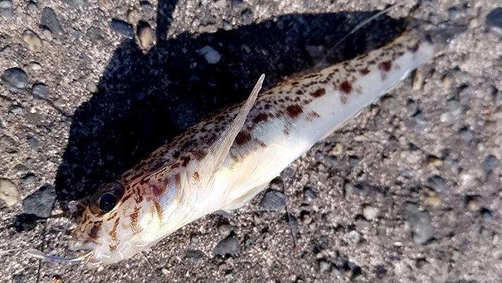 新年明けましての冬釣り!千葉内房堤防釣りも…釣れたのは貝? 新年明けましての冬釣り!千葉内房堤防釣りも…釣れたのは貝?