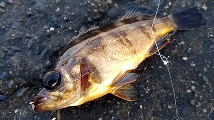 新年明けましての冬釣り!千葉内房堤防釣りも…釣れたのは貝? 新年明けましての冬釣り!千葉内房堤防釣りも…釣れたのは貝?