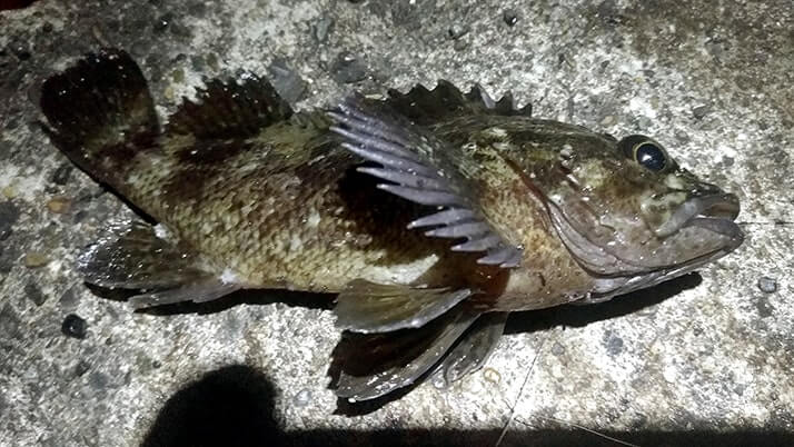 真冬の館山で長潮堤防夜釣り!ムラソイにドンコ…フグ猛襲? 真冬の館山で長潮堤防夜釣り!ムラソイにドンコ…フグ猛襲?