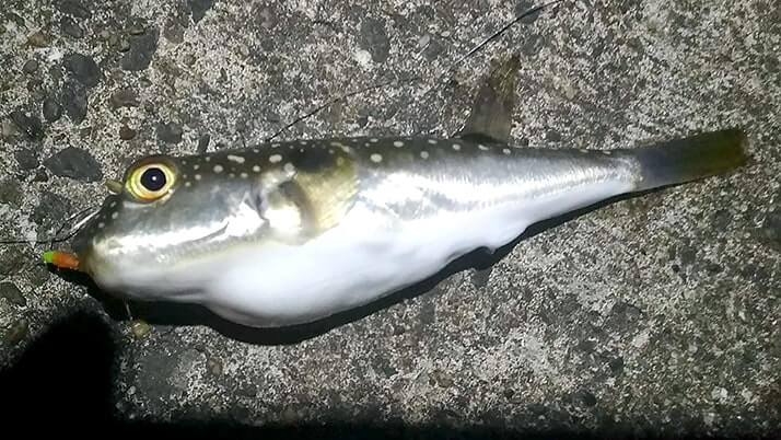 真冬の館山で長潮堤防夜釣り!ムラソイにドンコ…フグ猛襲? 真冬の館山で長潮堤防夜釣り!ムラソイにドンコ…フグ猛襲?