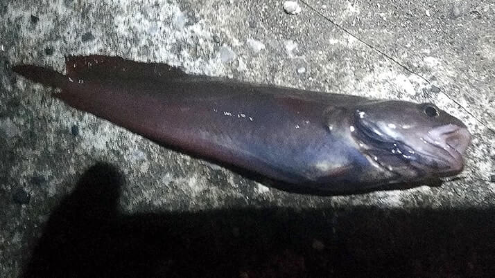 真冬の館山で長潮堤防夜釣り!ムラソイにドンコ…フグ猛襲? 真冬の館山で長潮堤防夜釣り!ムラソイにドンコ…フグ猛襲?
