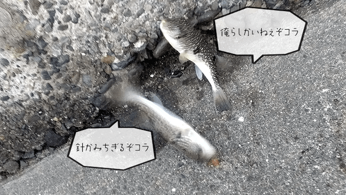 真冬の館山で長潮堤防夜釣り!ムラソイにドンコ…フグ猛襲? 真冬の館山で長潮堤防夜釣り!ムラソイにドンコ…フグ猛襲?