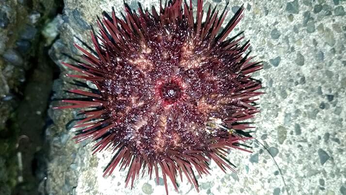 冬夜の穴釣り!千葉内房堤防釣りでカサゴ・メバル・ドンコ 冬夜の穴釣り!千葉内房堤防釣りでカサゴ・メバル・ドンコ