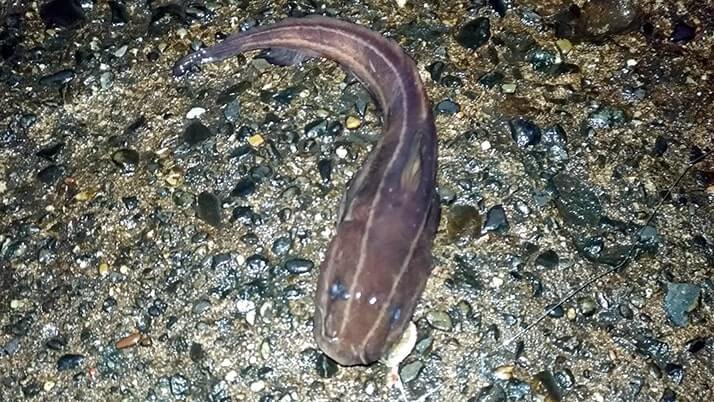 冬夜の穴釣り!千葉内房堤防釣りでカサゴ・メバル・ドンコ 冬夜の穴釣り!千葉内房堤防釣りでカサゴ・メバル・ドンコ