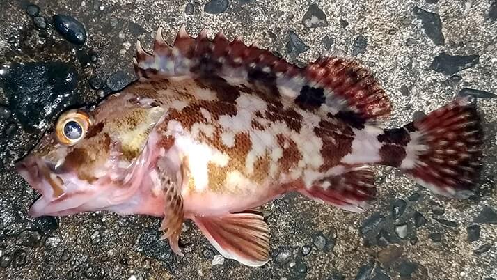 冬夜の穴釣り!千葉内房堤防釣りでカサゴ・メバル・ドンコ 冬夜の穴釣り!千葉内房堤防釣りでカサゴ・メバル・ドンコ